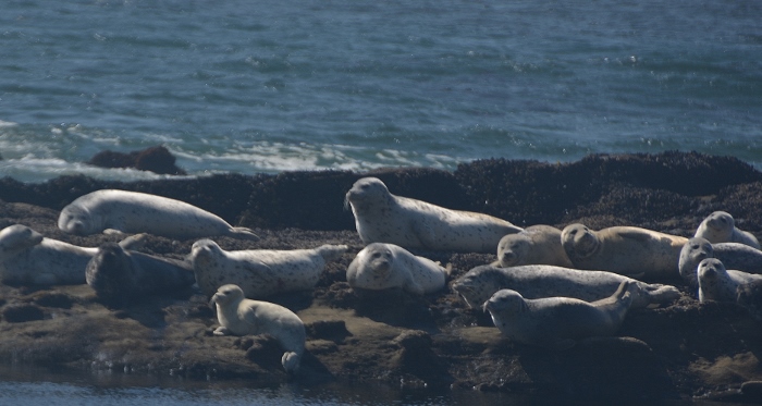 Stellar seals on Otter Rock Beach